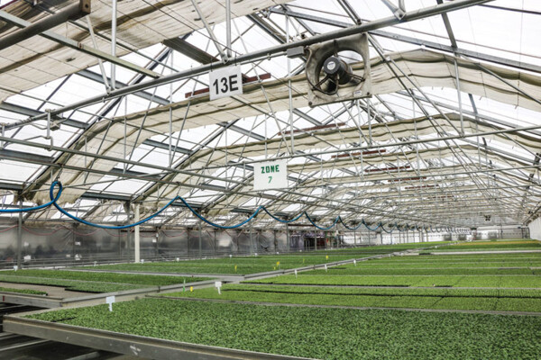 Greenhouse-at-Pacific-Plug-and-Liner-864x576