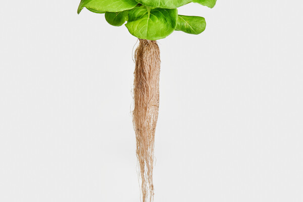 Sla2- Growcoon_Lettuce_Kruidenaer (5)