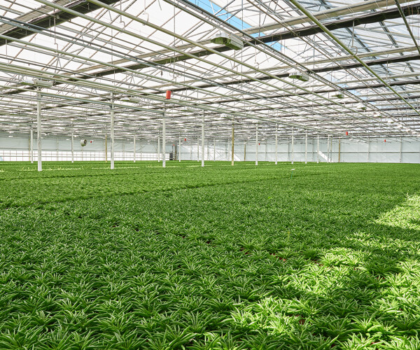 Sustainable growth (2)