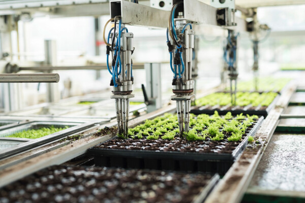 Vitro Plus automated transplanting with Growcoon