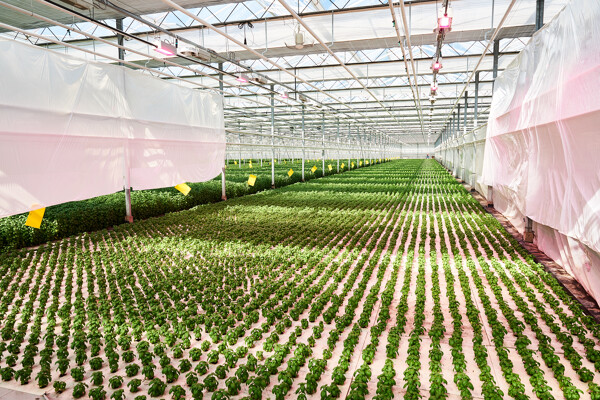 Growcoon_case_Kruidenaer_Greenhouse (4)