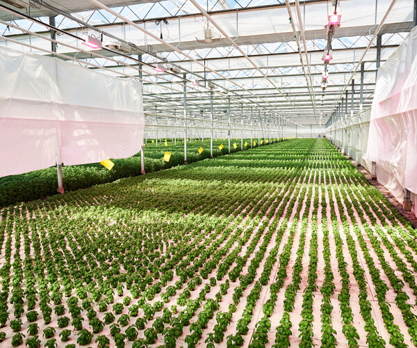 Growcoon_case_Kruidenaer_Greenhouse (4)