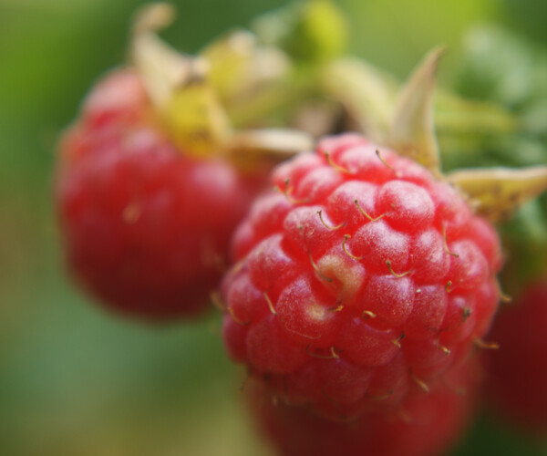 Segment_softfruit_raspberry