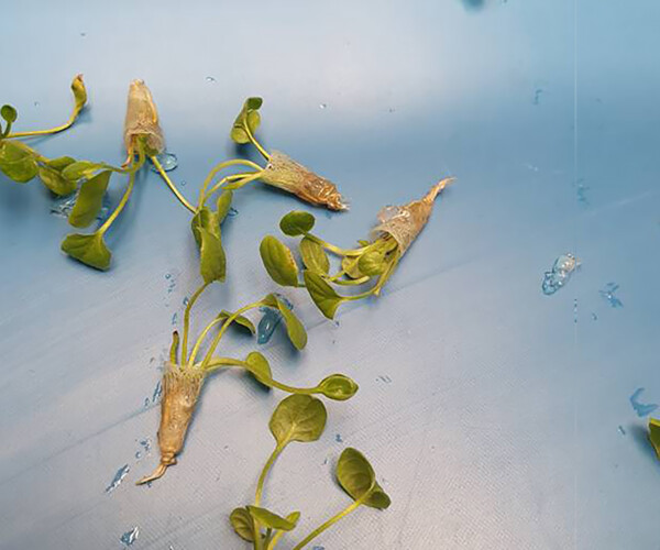 Tissue Culture
