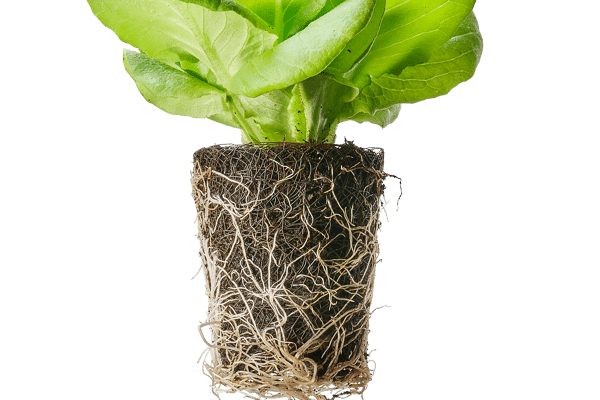 Stand alone Leafy Green lettuce