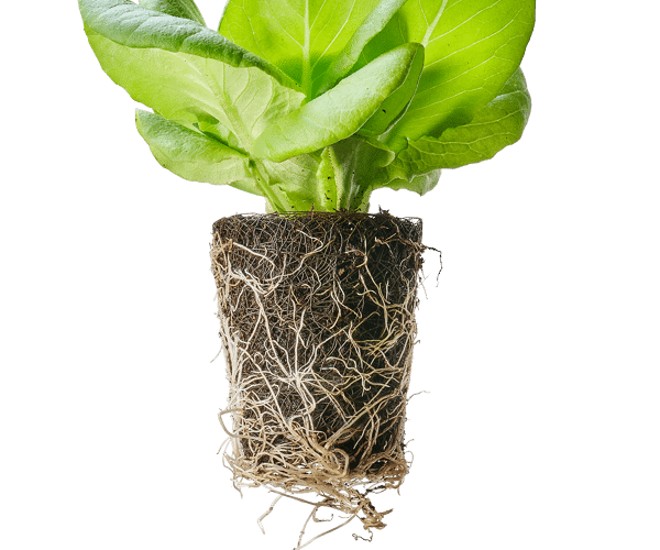 Stand alone Leafy Green lettuce