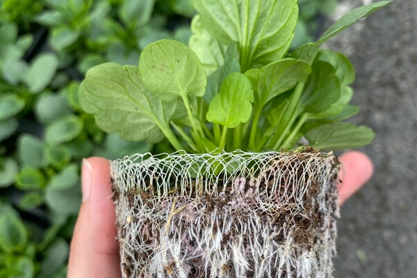 6535EDE7-5712-4E30-A8DC-86030F697D57_1_201_a