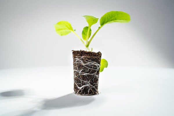 Wortelontwikkeling Growcoon Bruin