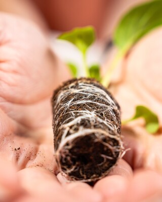 Desarrollo de las raíces