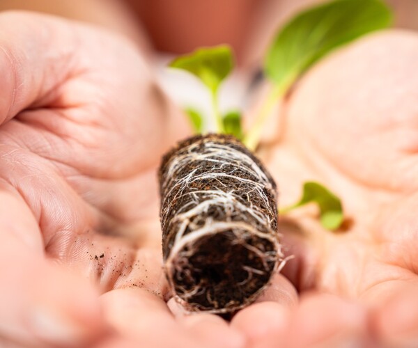 Desarrollo de las raíces