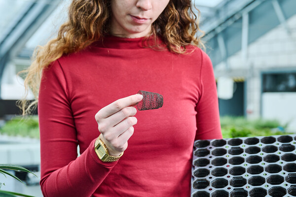 Bruine growcoon en tray