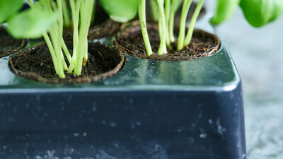 Brown Growcoon in tray with perfect fit 