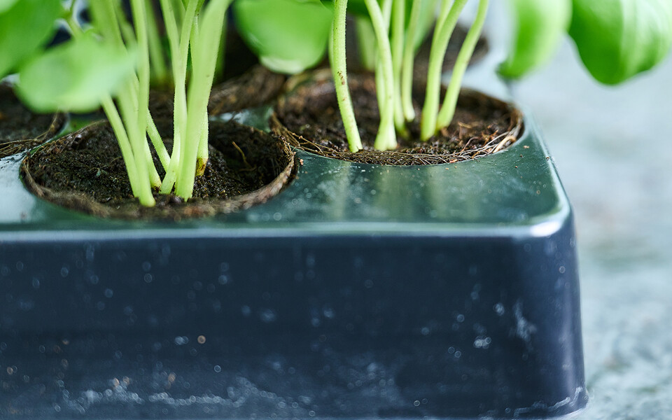 Brown Growcoon in tray with perfect fit 