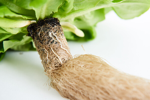 Sustainable growth (4)