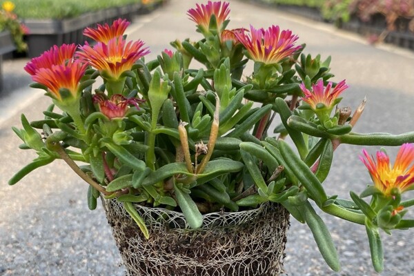 3BC48729-2786-405C-A183-532848CEB07D_1_201_a