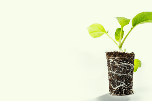 Alternative header kopie