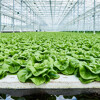 Segments_Greenyleafs_Lettuce