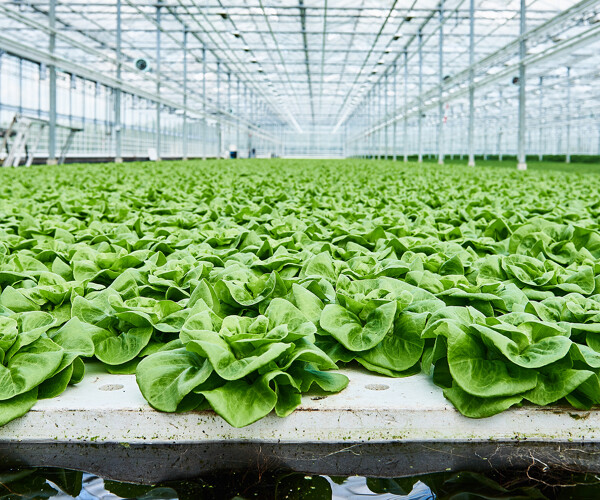 Segments_Greenyleafs_Lettuce