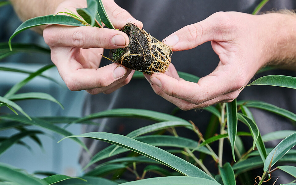 Root development of tropical plants