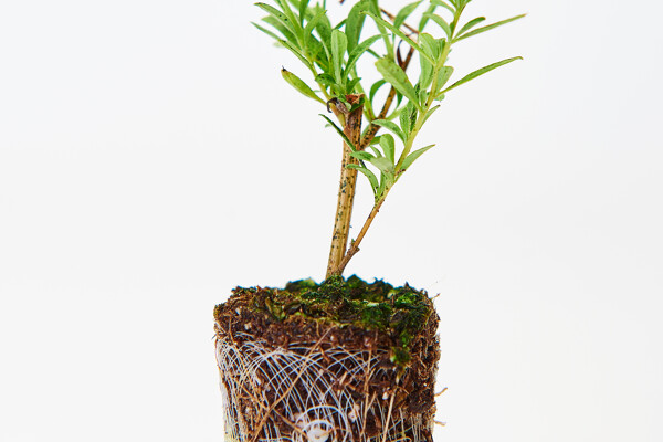 Boomkwekerij- Growcoon_Tree_Rötjes