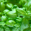 Segment_herbs_basil