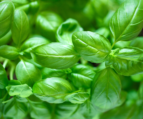 Segment_herbs_basil