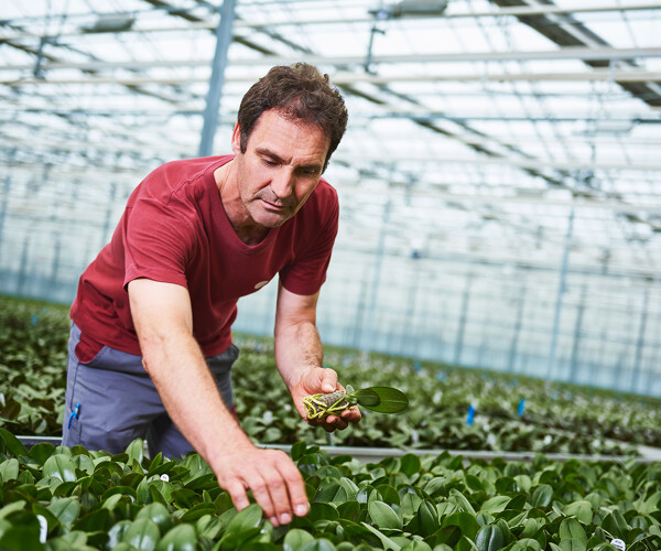 Sneller overplanten