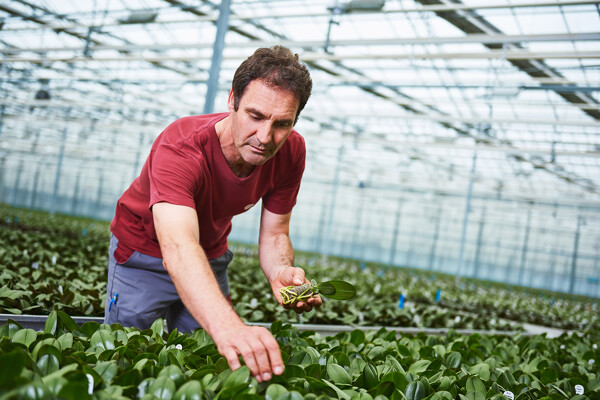 Sneller overplanten