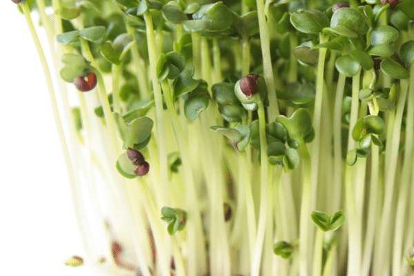 Microgreens