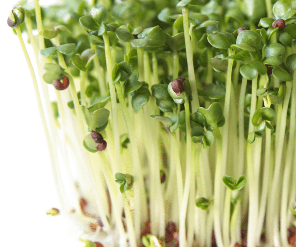 Microgreens