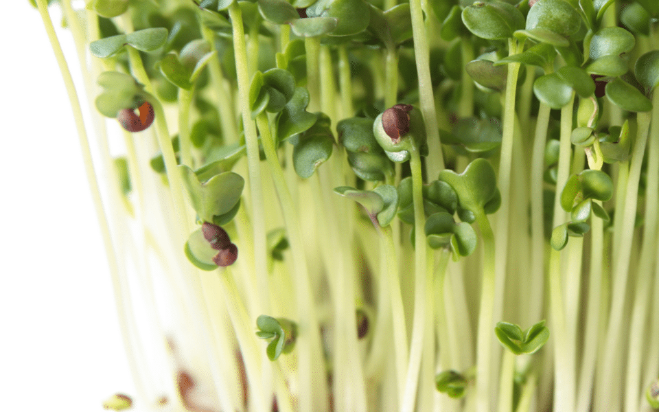 Microgreens