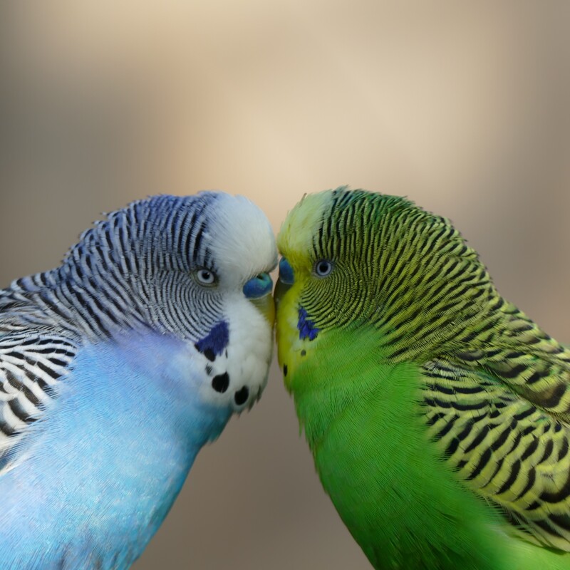 Tierpark Nordhorn Duitsland