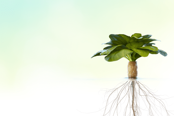 NyGaia-still-3drender-800_background