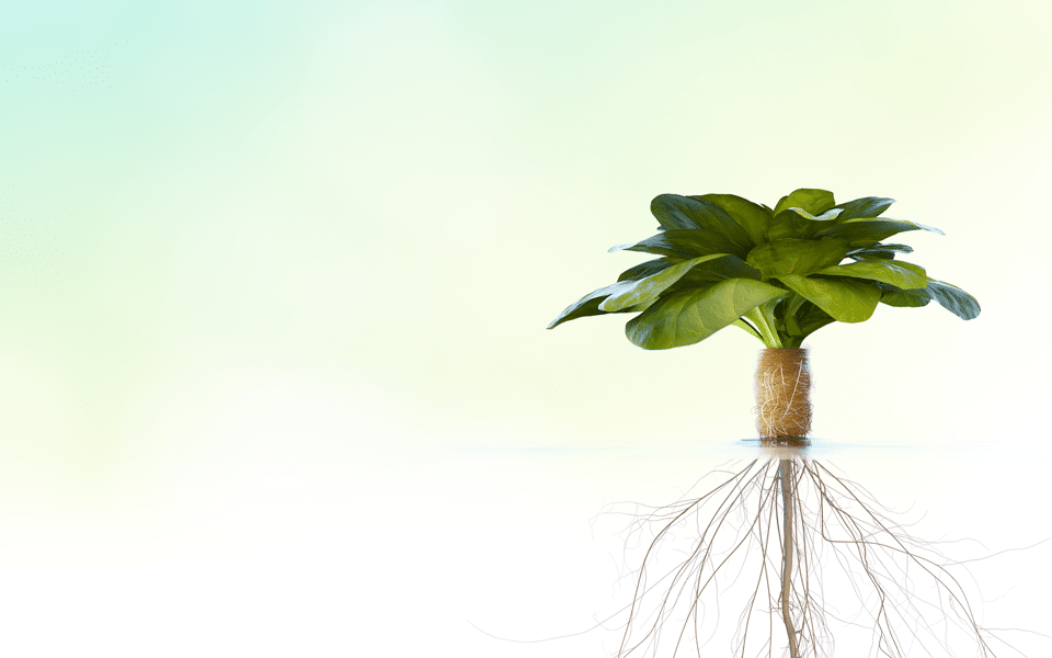 NyGaia-still-3drender-800_background