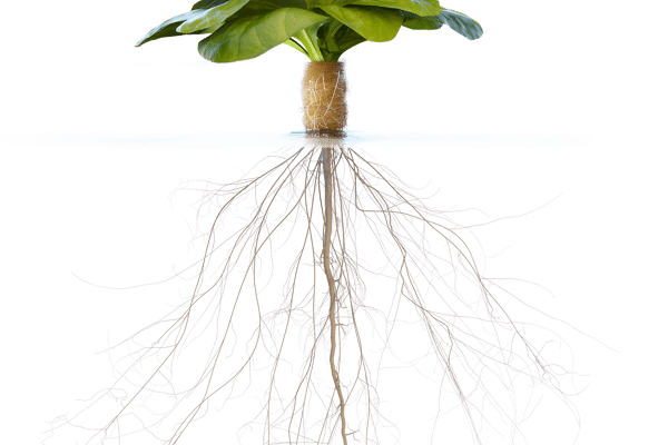 NyGaia-still-3drender-800